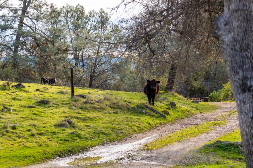 More Photos Of Skunk Gulch Rd, Vallecito Land For Sale