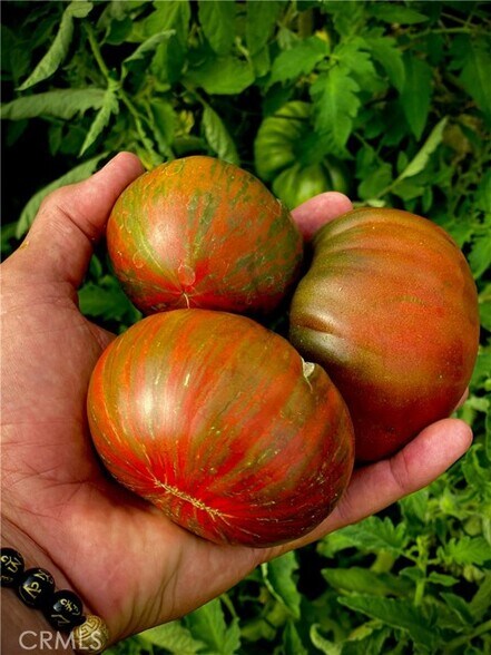 More Photos Of 691 Desert Trail Way, Tecopa Winery Vineyard For Sale