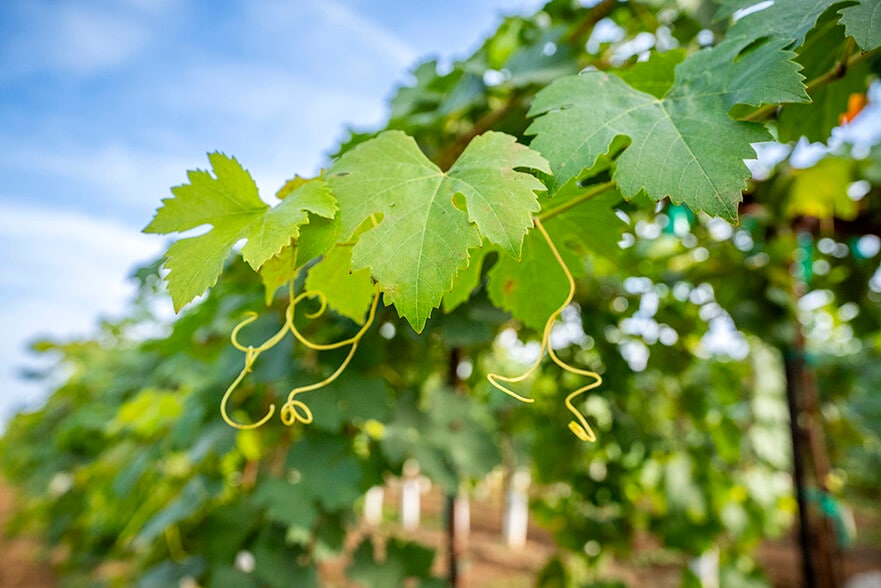 More Photos Of Colony Ranch Vineyard, Wilton Land For Sale