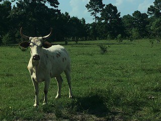 More Photos Of 7886 Fm 1960 Rd, Dayton Land For Sale