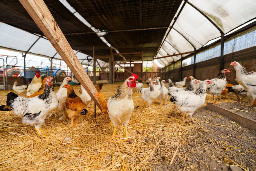 More Photos Of 17-4150 Huina Rd., Kurtistown Land For Sale