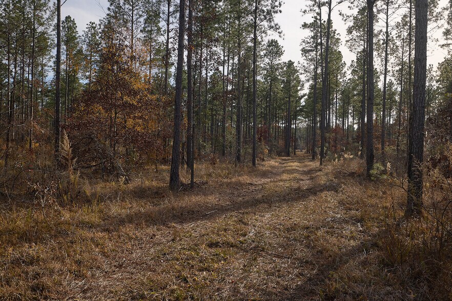 More Photos Of 480 Martin Rd, Cotton Valley Land For Sale