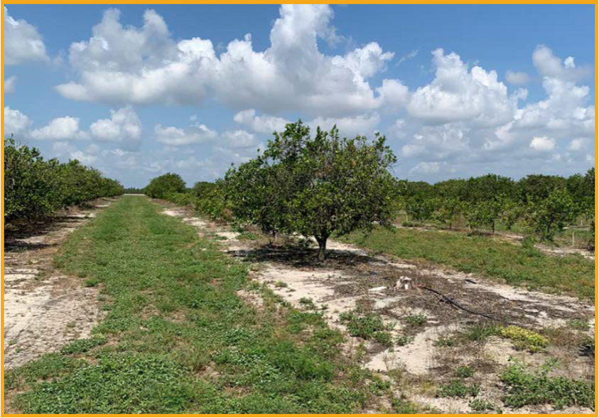 More Photos Of Lake Jem Rd, Mount Dora Land For Sale