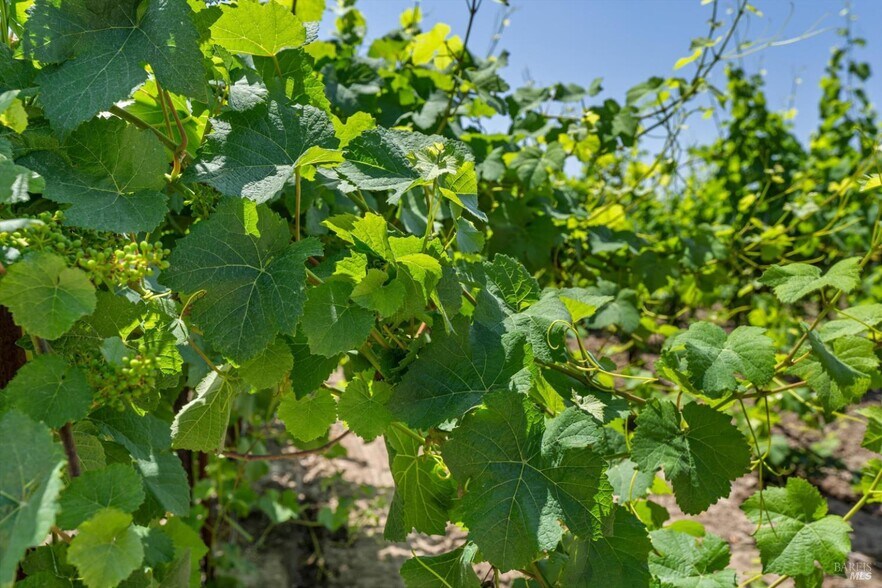 More Photos Of 1580 Magnolia Dr, Healdsburg Land For Sale