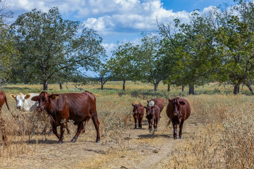 More Photos Of 11915 FM 86, Lockhart Land For Sale