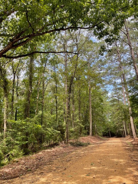 More Photos Of 17796 Dry Branch loop, Northport Land For Sale