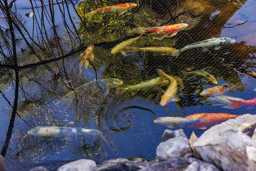 More Photos Of 2286 Sunshine Mountain Rd, San Marcos Winery Vineyard For Sale