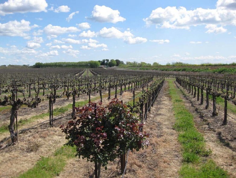 More Photos Of 15511 Isleton Rd, Isleton Winery Vineyard For Lease