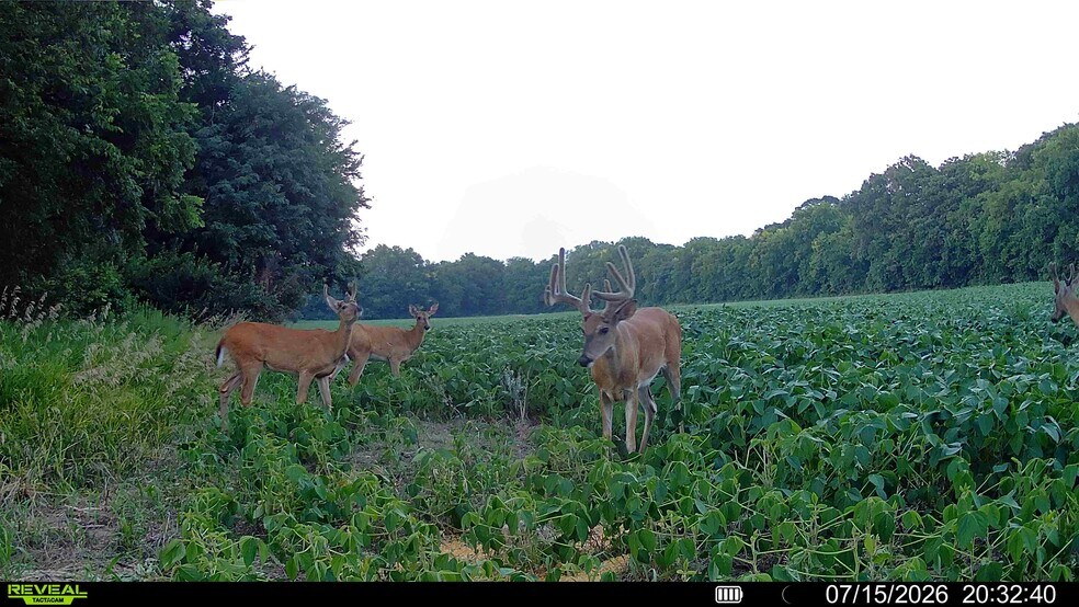 More Photos Of Walnut Hill Ln. (36.31+/- Acres), Elsberry Land For Sale