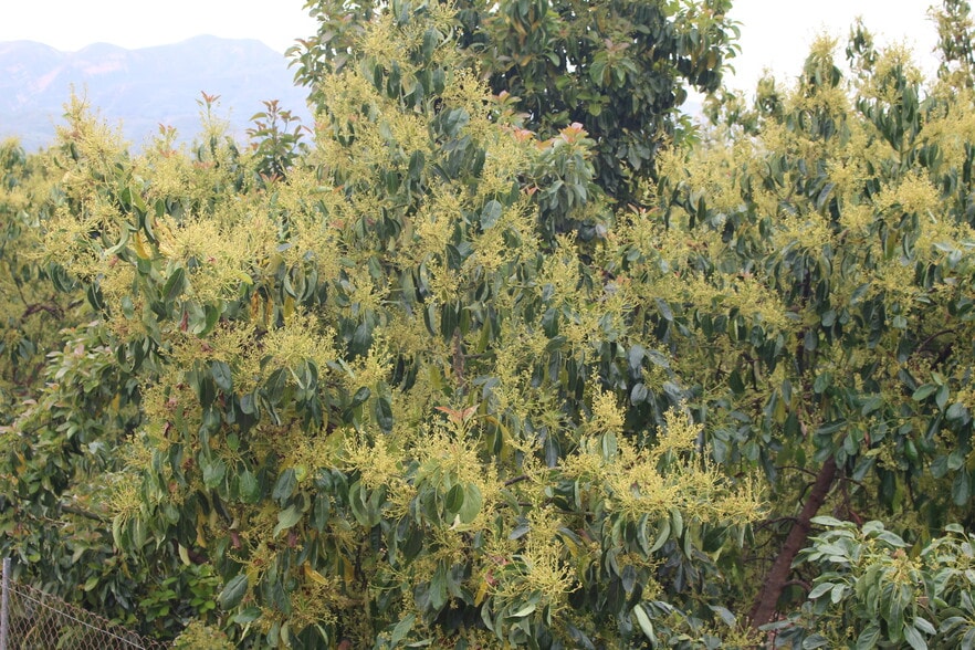 Primary Photo Of 0 Camulos St, Piru Land For Sale