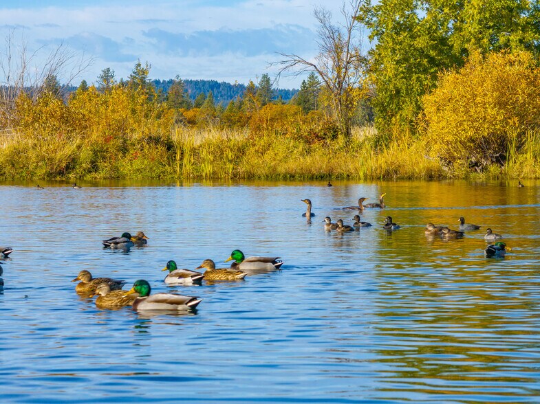 More Photos Of 41579 Osprey Rd, Fall River Mills Land For Sale