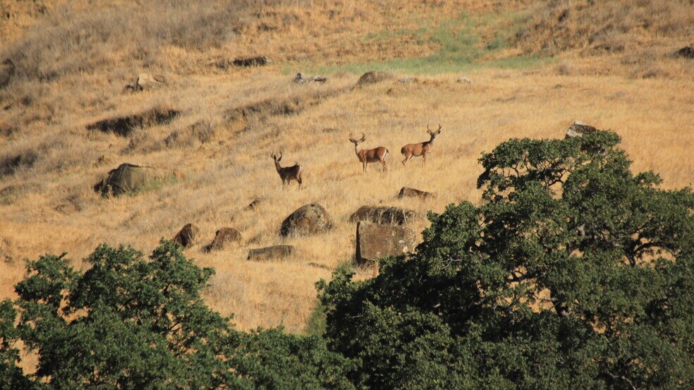 More Photos Of 20475-2047 County 57 rd, Guinda Land For Sale