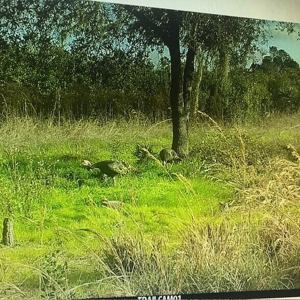More Photos Of Redlands Dr, Deland Land For Sale