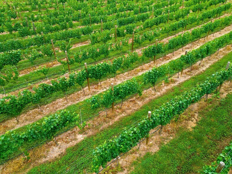 More Photos Of 1309 Redland Rd, Cross Junction Winery Vineyard For Sale