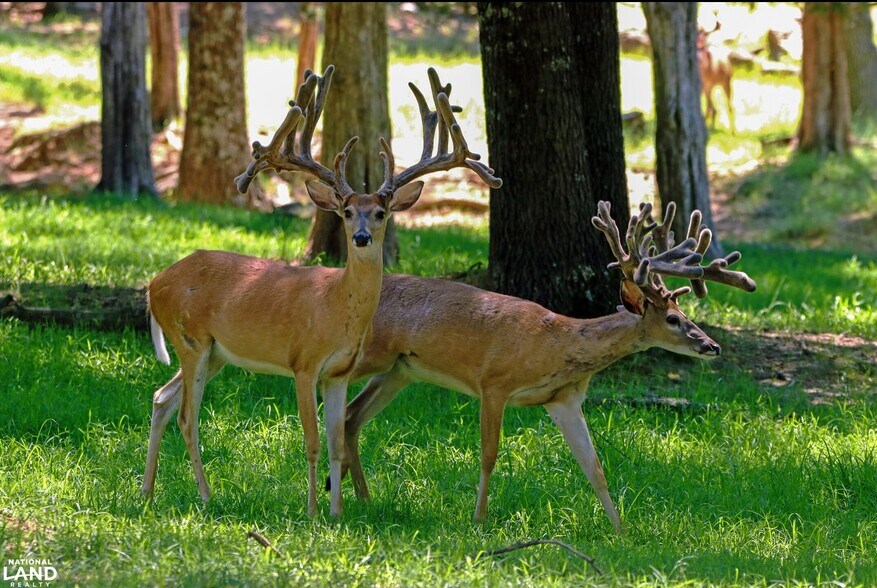 More Photos Of 178 Oak Creek Ln, Bland Land For Sale