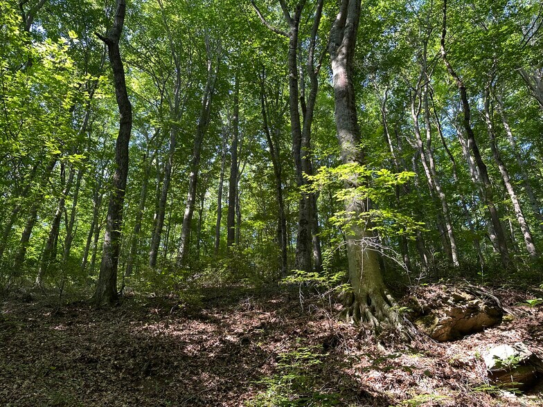 More Photos Of 400 Eden Church rd, Madison Land For Sale