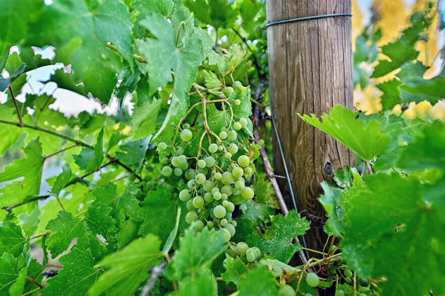 More Photos Of 3900 Holland Rd loop, Cave Junction Winery Vineyard For Sale