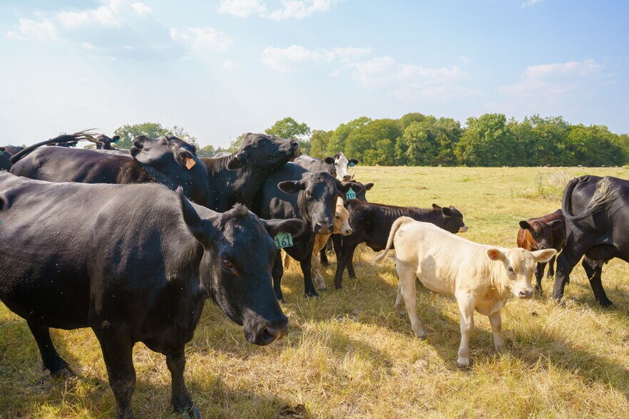 More Photos Of TBD 40 Acres Highway 69 Bells Texas 75414, Bells Land For Sale