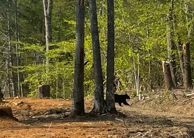 More Photos Of 9999 Shope Creek Rd, Asheville Land For Sale