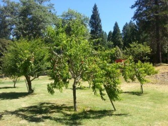 More Photos Of 60104 Gordons Ferry Rd, Happy Camp Land For Sale