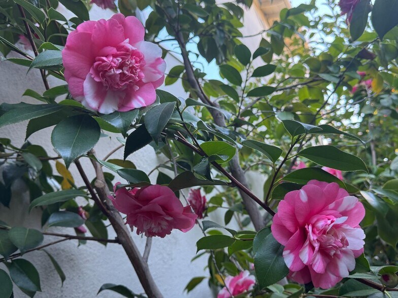 More Photos Of 837 Cowper St, Palo Alto Apartments For Sale