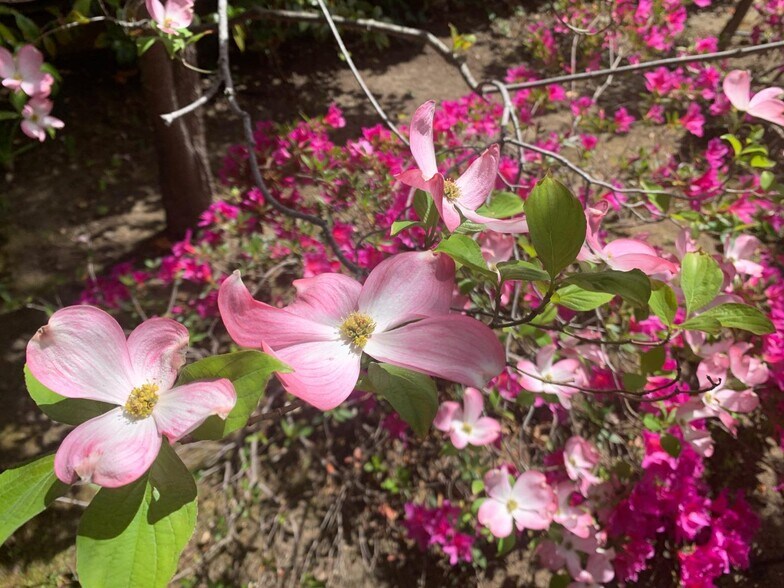 More Photos Of 837 Cowper St, Palo Alto Apartments For Sale