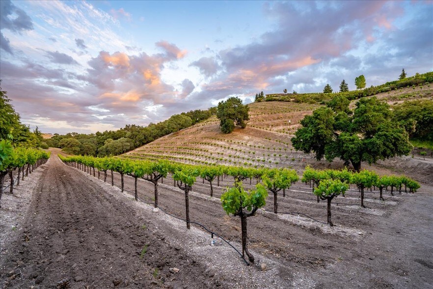 More Photos Of 1525 Peachy Canyon Rd, Paso Robles Winery Vineyard For Sale