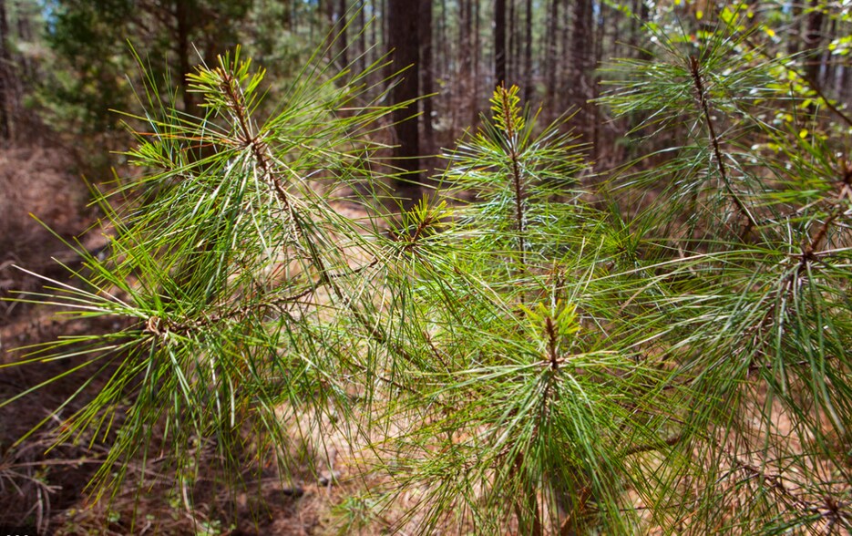 More Photos Of 122 Brick Yard Rd, Statesville Land For Sale