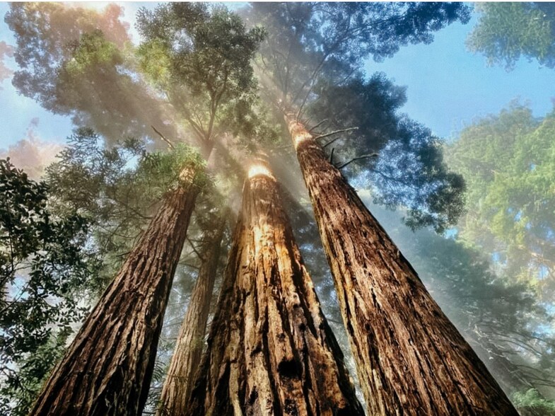 More Photos Of 455 Boy Scout Rd, Myers Flat Trailer Camper Park For Sale