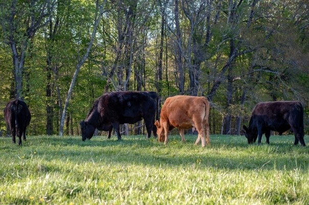 More Photos Of 115 Kidd Rd, Colfax Land For Sale