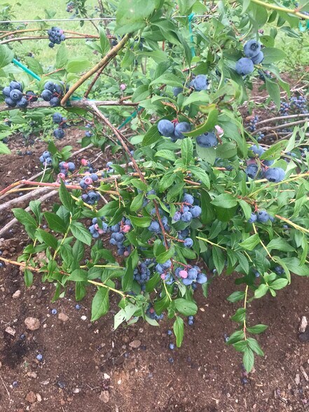 More Photos Of 552 Lick Creek Rd, Leasburg Land For Sale