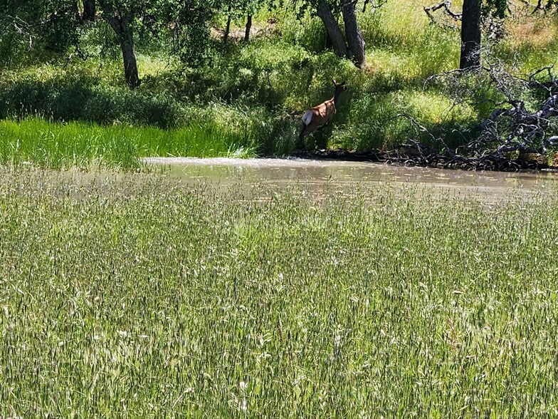 Indian Valley Rd, Parkfield, CA 93451 Land For Sale