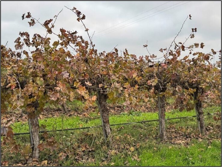 More Photos Of 20303 Road 4 rd, Chowchilla Land For Sale