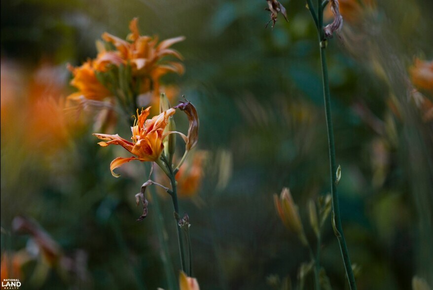 More Photos Of 178 Oak Creek Ln, Bland Land For Sale