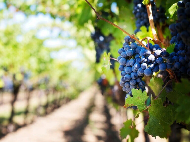 Primary Photo Of 5887 Cross Keys Rd, Mount Crawford Winery Vineyard For Sale