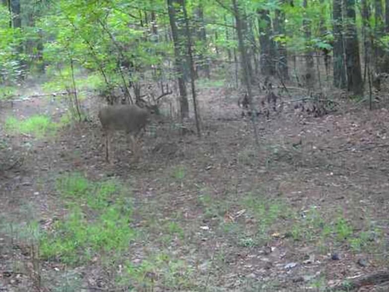 More Photos Of 0 Lexington Hwy, Elberton Land For Sale