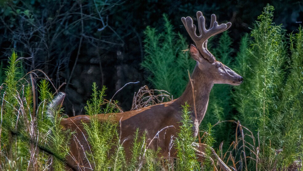 More Photos Of 134 Shoreside Trail, Crescent City Land For Sale