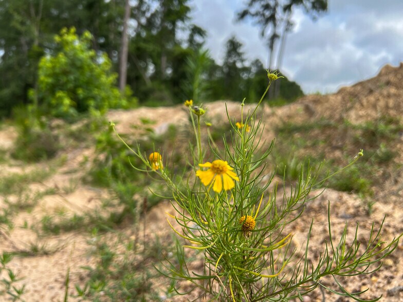 More Photos Of Farm to Market Road 1725, Willis Land For Sale