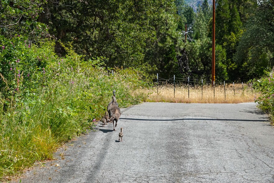 More Photos Of 44510 State 96 Hwy, Seiad Valley Land For Sale