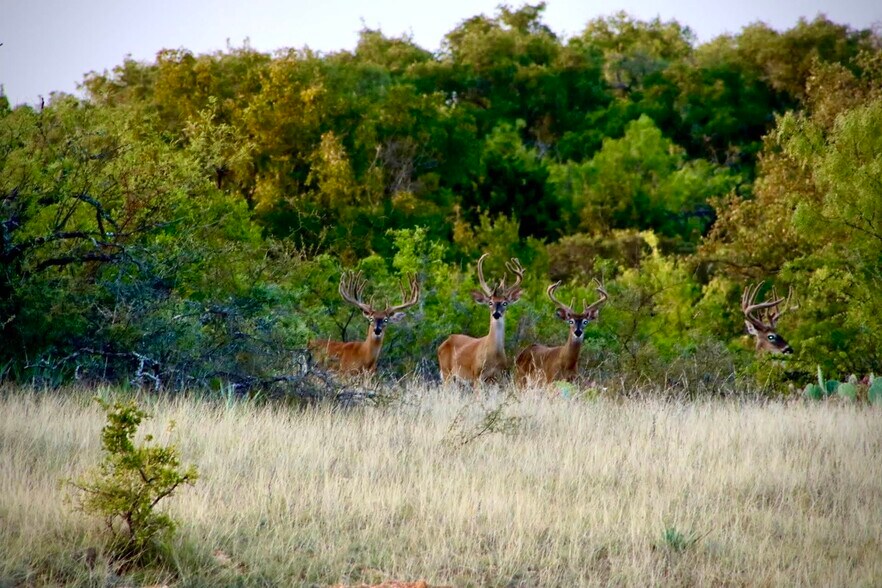 More Photos Of 1681 FM 574 W, Mullin Land For Sale