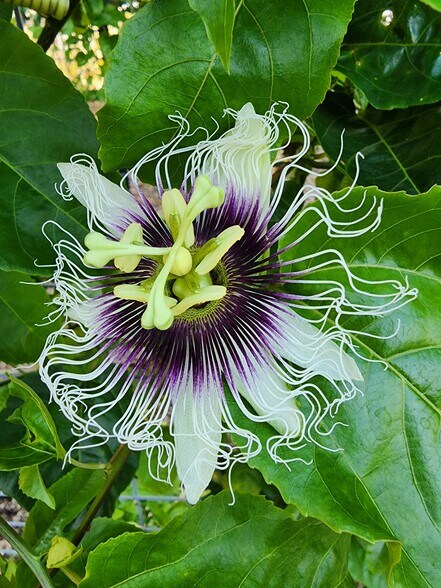 More Photos Of 3510 Walk in Water Rd, Lake Wales Winery Vineyard For Sale