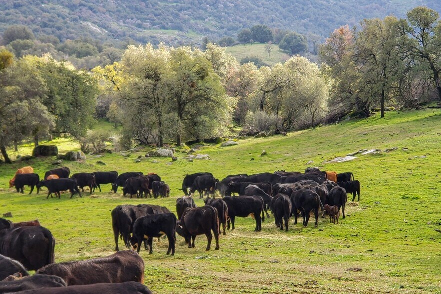More Photos Of Dry Creek Drive, Badger Land For Sale