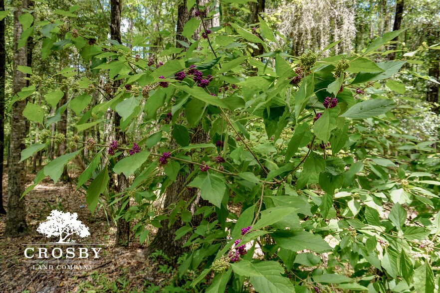 More Photos Of 3009 Lowcountry Drive, Ridgeland Land For Sale