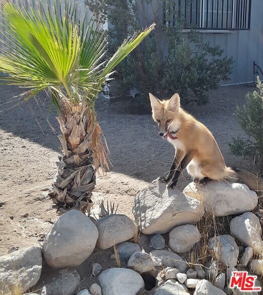 More Photos Of 9025 Camp Rock Rd, Lucerne Valley Veterinarian Kennel For Sale