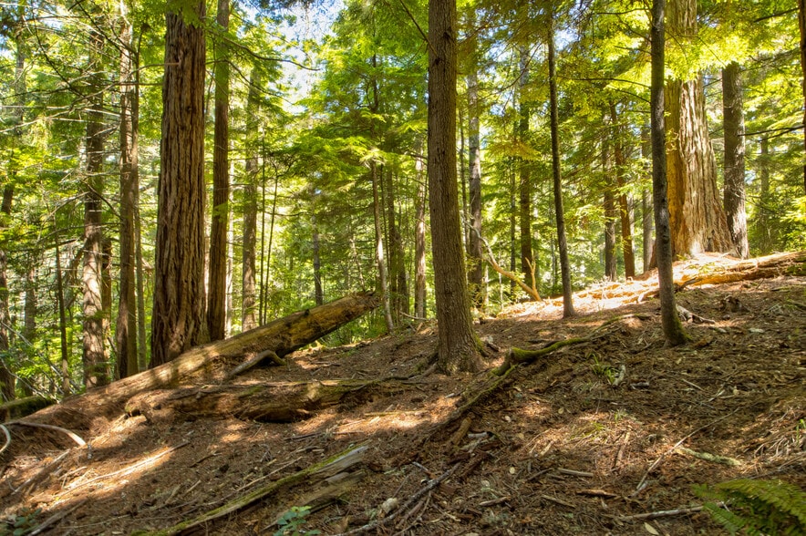 More Photos Of 33170 Frog Pond rd, Little River Land For Sale