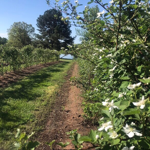 More Photos Of 552 Lick Creek Rd, Leasburg Land For Sale