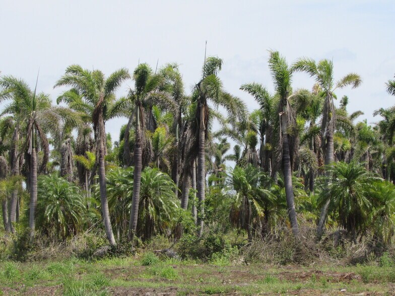 More Photos Of H. Stringfellow, Bokeelia Land For Sale