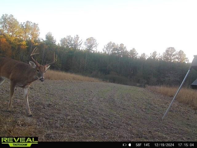 More Photos Of 17675 Cedar Springs Rd, Blakely Land For Sale