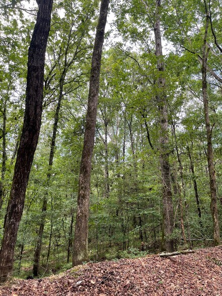 More Photos Of 17796 Dry Branch loop, Northport Land For Sale