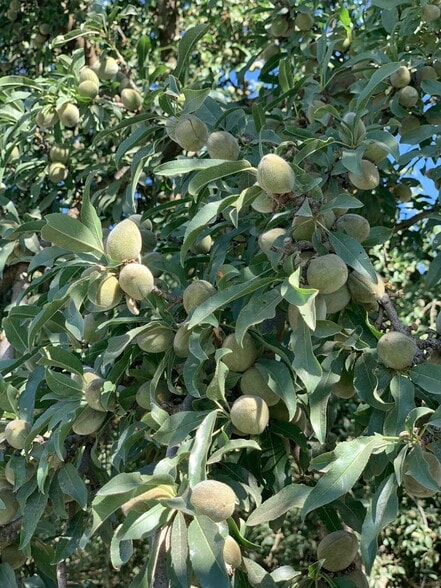 More Photos Of Sec Wildwood Rd & Sherwood Ave, Wasco Land For Sale